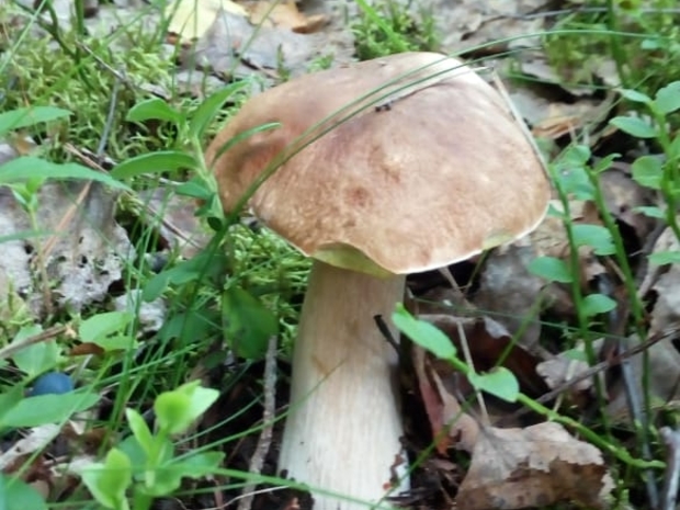 Белый гриб в окрестностях коробицыно