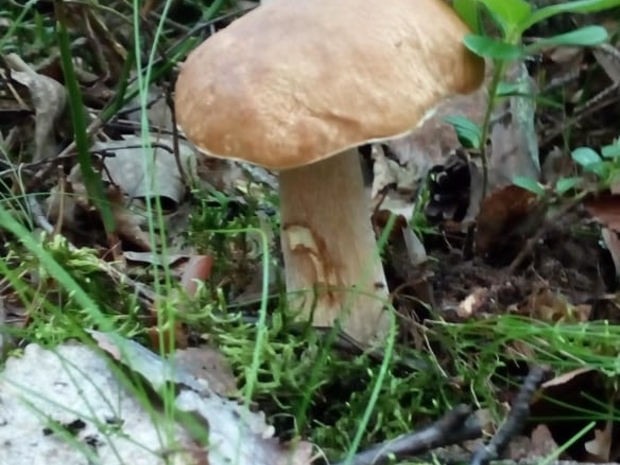 Белый гриб в окрестностях коробицыно